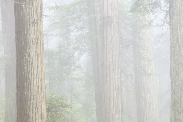 红杉在雾中图片下载