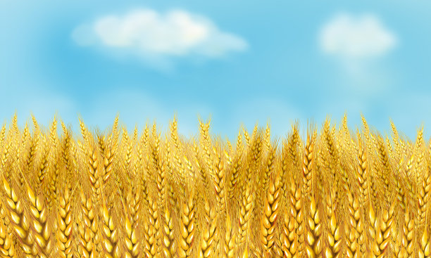 阳光灿烂的金色麦田图片下载