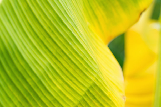 热带的黄绿色芭蕉叶图片下载
