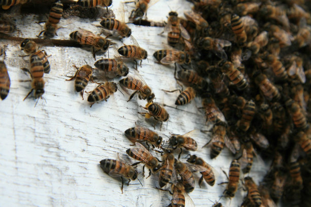 蜂蜜/蜜蜂/养蜂人图片下载