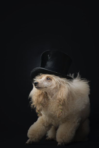 贵宾犬与气缸图片下载