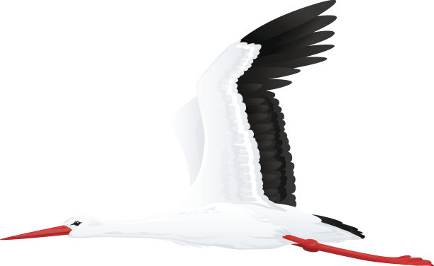 白色鹳飞图片下载