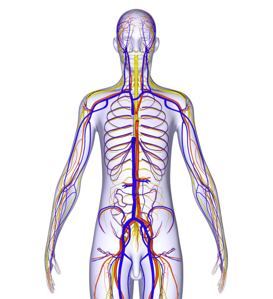 有神经系统的身体图片下载