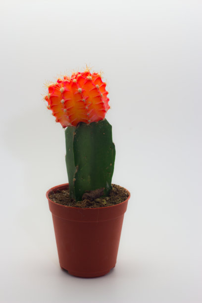小红显示仙人掌在白色的背景图片下载