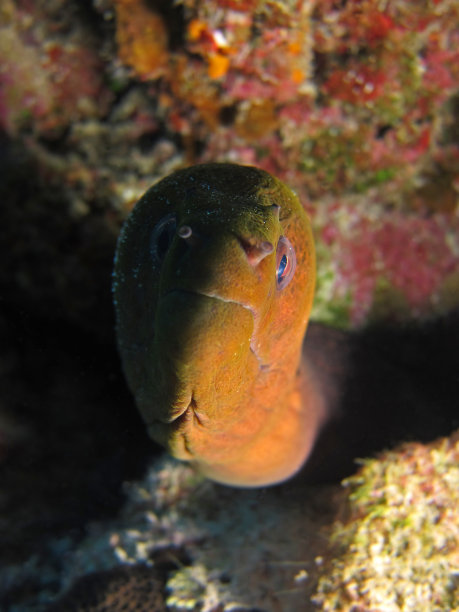 条海鳗图片下载