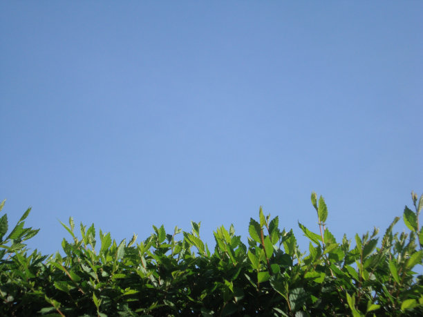 灌木丛的顶端和晴朗的蓝天图片下载