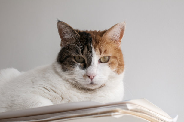 母猫的头图片下载