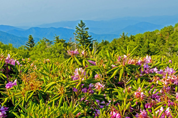 罗安山开满了杜鹃花。图片下载