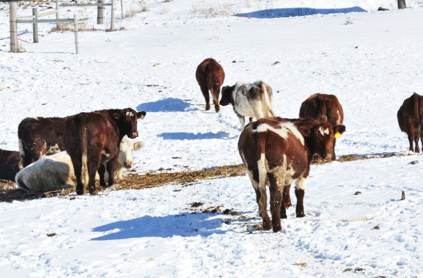 牛在雪图片下载