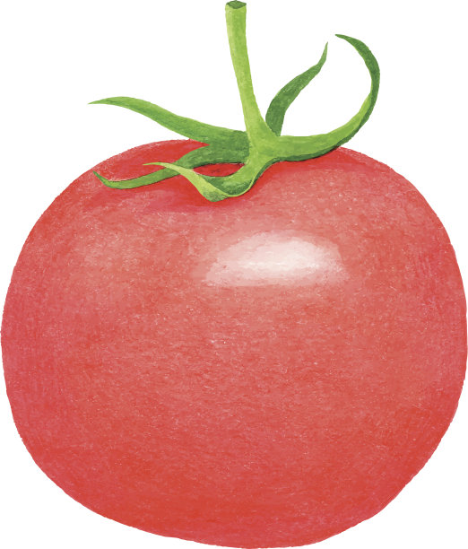 红色水彩番茄图片下载