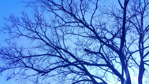 蓝天下的树枝图片下载