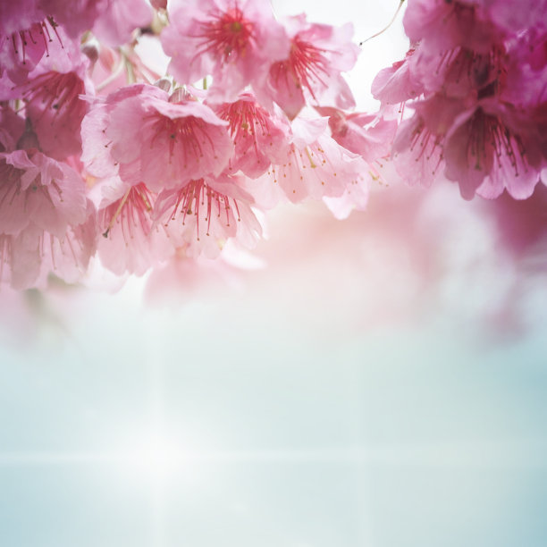 春天开花图片下载