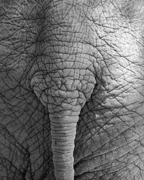 非洲象的尾巴/后面图片下载