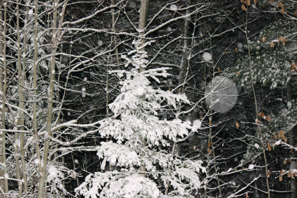 冬天的夜晚-白雪覆盖松树图片下载