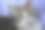 猫图片下载