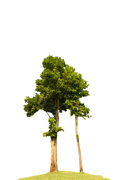 高的树图片下载