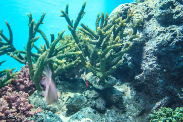 金蝶浅滩图片下载