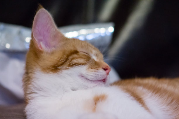 可爱的小猫图片下载