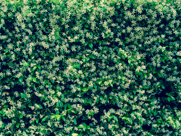 茉莉花背景(Cross-processed)图片下载