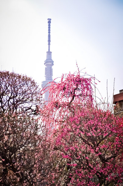 东京早春图片下载