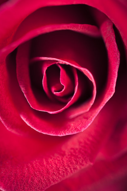 近距离微距拍摄的红玫瑰，情人节的背景图片下载