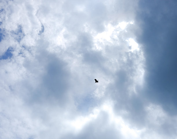 白鹭在天空中飞翔图片下载