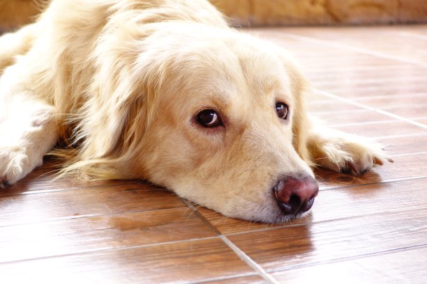 孤独的金毛寻回犬图片下载