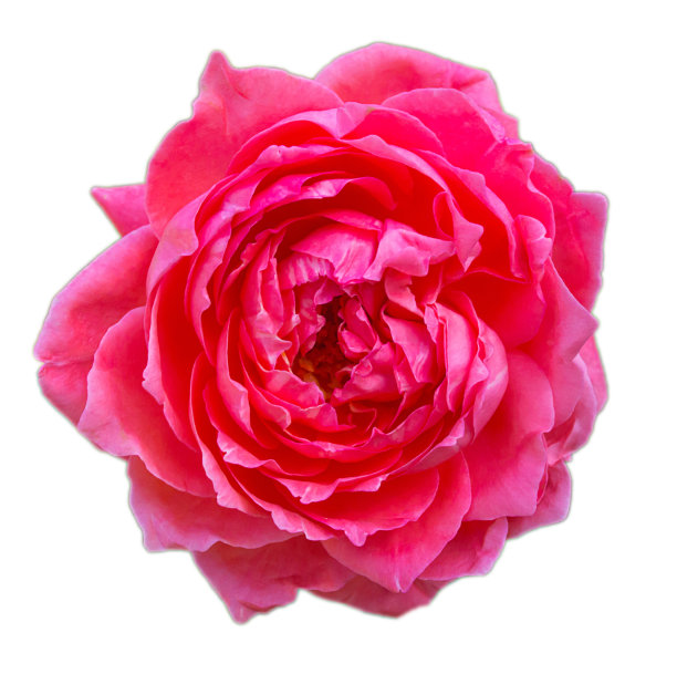 粉色玫瑰图片下载