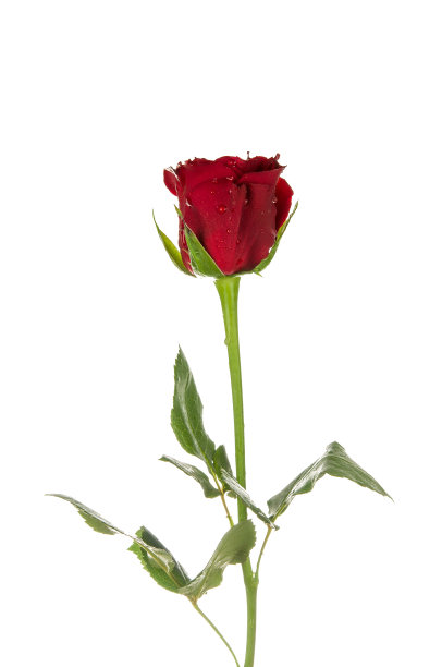 红玫瑰图片下载