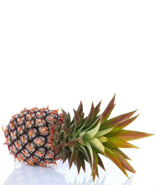 松苹果孤立图片下载