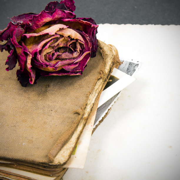 干玫瑰，旧书和空照片图片下载