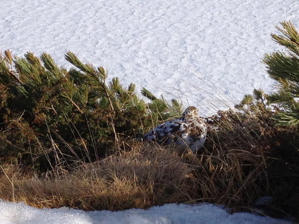 雷调鸟，富山市田山山中的本地鸟图片下载