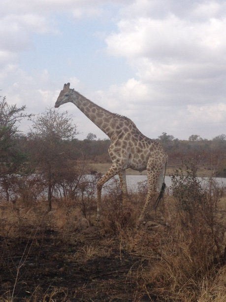 南非克鲁格国家公园的长颈鹿图片下载