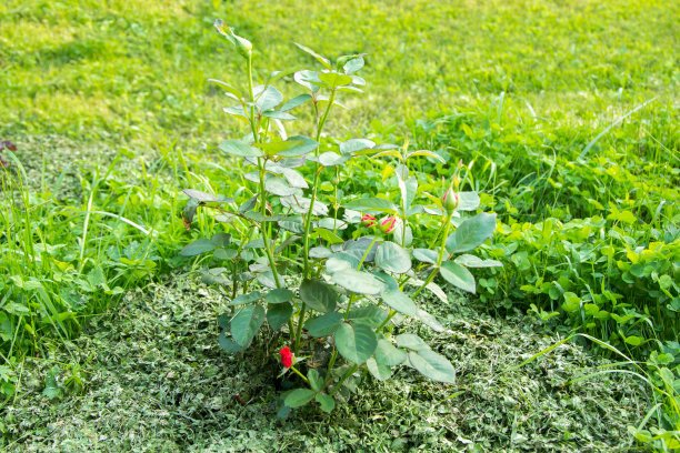 有红色花蕾的小玫瑰丛图片下载