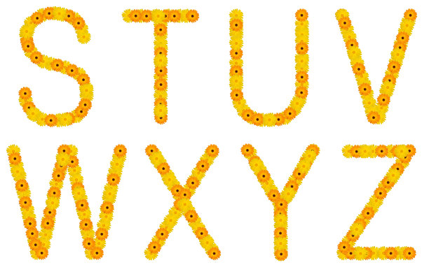 金盏花S-Z图片下载