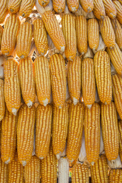生玉米，黄色背景图片下载