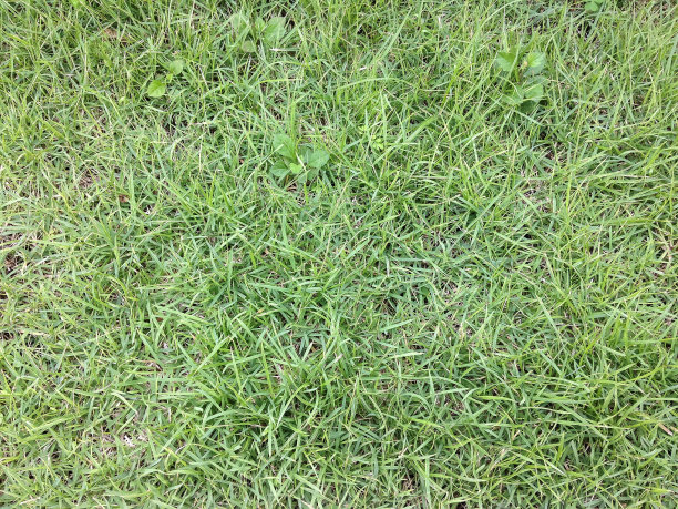 绿色的草坪。图片下载