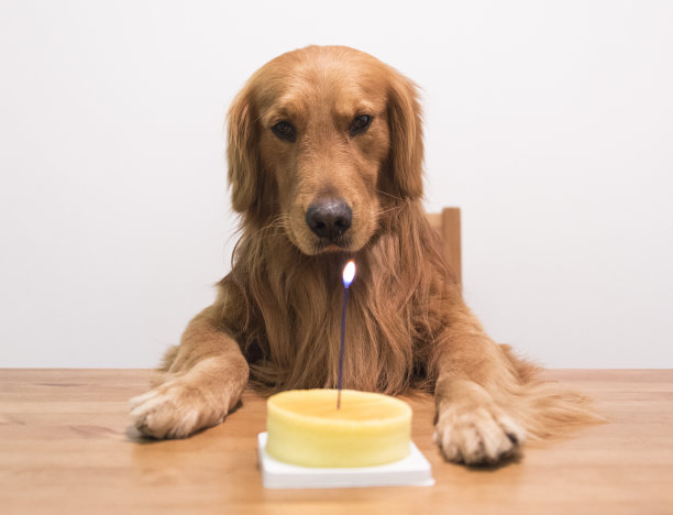 金毛寻回犬和生日蛋糕图片下载
