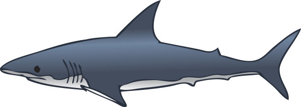 鲨鱼图片下载