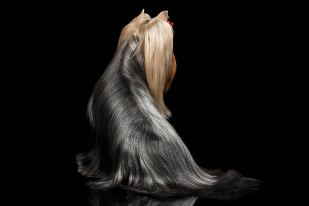 长毛的约克郡梗狗坐在黑色上图片下载