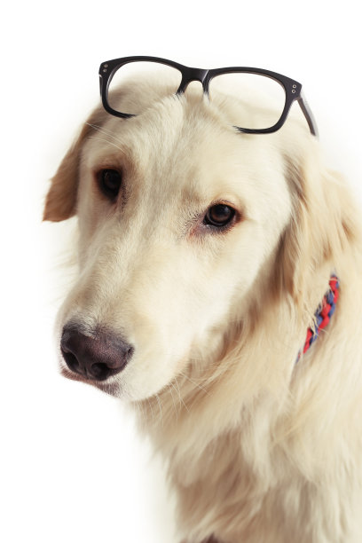 聪明的狗狗形象图片下载