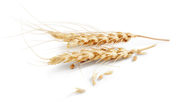 耳朵的小麦素材图片