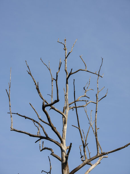 枯树与蓝天图片下载