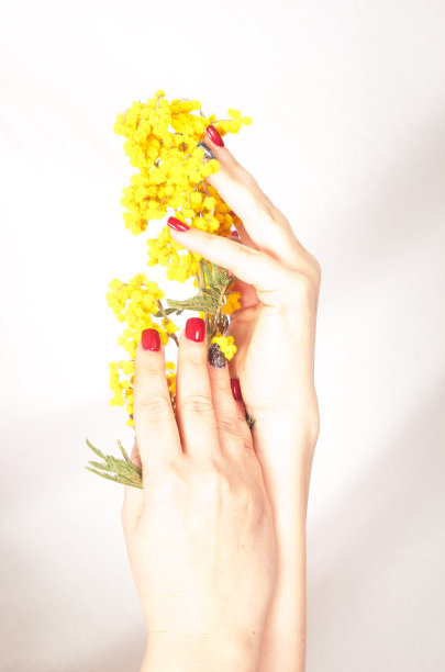 女人的手与含羞草。图片下载