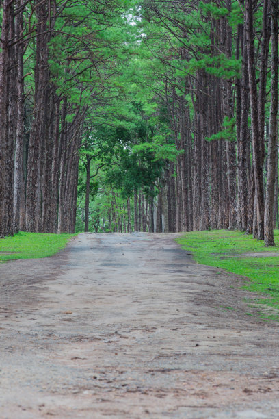 松树林，Suan的儿子bor Kaew在泰国清迈图片下载