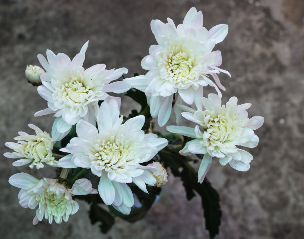 白色的菊花在灰色的背景图片下载