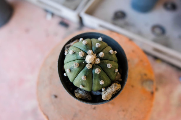 仙人掌图片下载