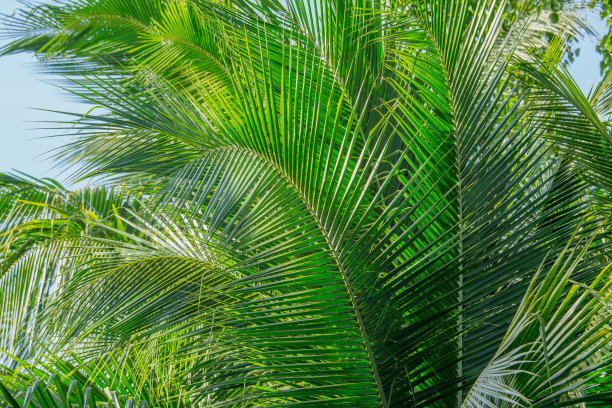 背景椰子树图片下载