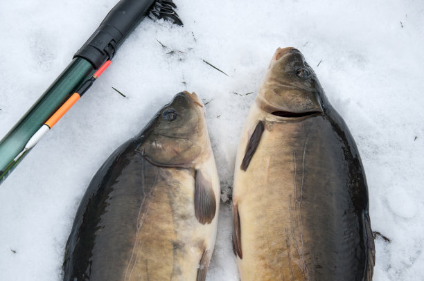 在冬天钓雪鱼图片下载