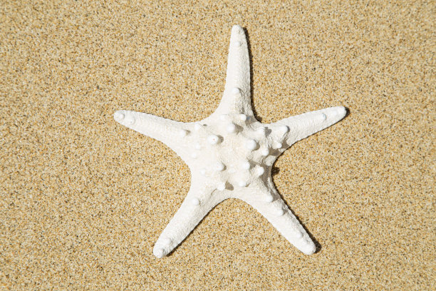 白色的海星图片下载